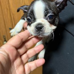 Irene - Black brindle and white female Boston Terrier puppy in Charleroi, Pennsylvania from KC’s Boxers
