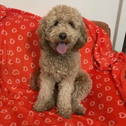 Goldendoodles from Wasatch Back Goldendoodles