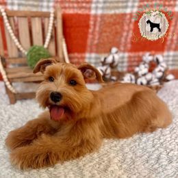 Miniature Schnauzer Puppies from Dixie Pearl Schnauzers