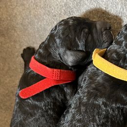 Poodles from Kyler’s Poodle Playhouse