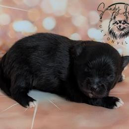 Raven - Black female Pomeranian puppy in Fultonville, New York from Sandy Aussies & Pomeranians