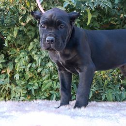 Light purple - Black female Cane Corso puppy in Caliente, California from Rafter Cross 7