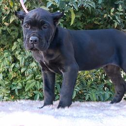 Light purple - Black female Cane Corso puppy in Caliente, California from Rafter Cross 7
