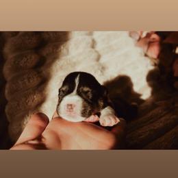 Salem - Black and tan male Pembroke Welsh Corgi puppy in La Porte City, Iowa from Cedar River Corgis
