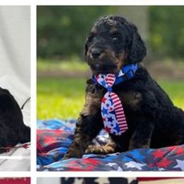 Goldendoodles from Down South Doodles