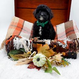 Toby - Black male Cavapoo puppy in North Carolina from NC Doodle Puppies