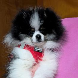 Buster - Black parti male Pomeranian puppy in Syracuse, New York from Precious Fancy Feet Pomeranians
