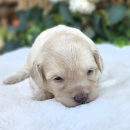 Serena - Cream female Havapoo puppy in Dothan, Alabama from Farquharson's Poodles&Doodles
