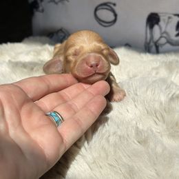 Noah - Red male Dachshund puppy in California from Ranch Hand Weenies