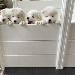 Samoyed Puppies from Debra Ellis-Majcen
