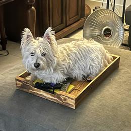 Cleo - West Highland White Terrier
