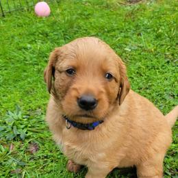 Golden Retriever Puppies from Cedar Life Goldens