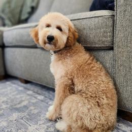 April - Goldendoodle