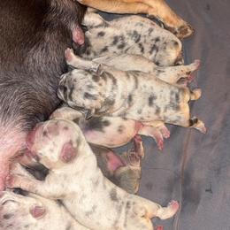 Girl 3 - Black and white female French Bulldog puppy in Norman, Oklahoma from Barters Kennel