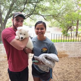 Samoyed Puppies from Hill Country Samoyeds