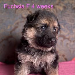 Fuchsia collar girl - Black and red female German Shepherd puppy in Coleta, Illinois from Four Leaf Farm- Vom Vierblättriges Bauernhof