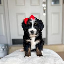 Vienna - Tri-color female Bernedoodle puppy in West Haven, Utah from Split Mountain Doodles