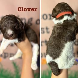 Clover (Red Collar Male) - Parti male Poodle puppy in Jasper, Georgia from Harrington Doodles & Poodles