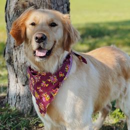 Golden Retrievers from Barb Felt's Golden Retrievers