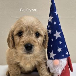 Boy 1 - Cream male Goldendoodle puppy in Milford, Michigan from Servant Kennel