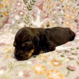 Aphrodite - Wild  boar and tan female Dachshund puppy in Nampa, Idaho from 208 Wiener Wiggle Butts LLC
