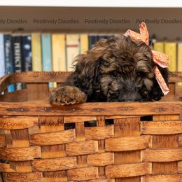 Bernedoodle and Cavapoo Puppies from Positively Doodles
