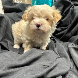 Nala - White female Morkie puppy in Taylorsville, North Carolina from Mountain Top Hot Tailz