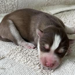 Ira - Red and white female Siberian Husky puppy in Union Grove, Alabama from Southern Siberian Life