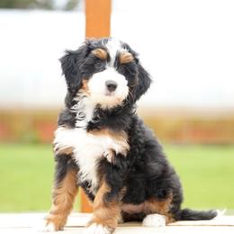 Gia - Tri-color female Bernedoodle puppy in Spokane, Washington from Lilac City Doodles