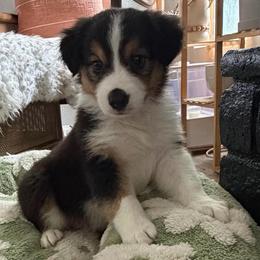 Hans - Black tri-color male Australian Shepherd puppy in Hemet, California from Perfect Companion Aussie's