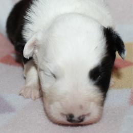 Pringles - Black tri-color female Australian Shepherd puppy in Laurel, Mississippi from Reeves Australian Shepherds