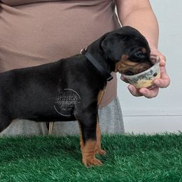 Black Female Black Collar - Black and rust female Doberman Pinscher puppy in Spencer, Indiana from Jackson's Dobermans