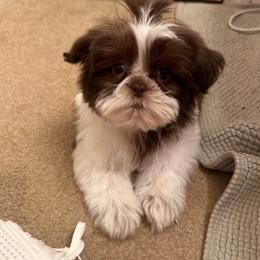 Shih Tzu Puppies from Wood Foo Breeders