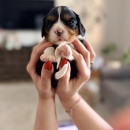 Penelope - Tri-color female Cavalier King Charles Spaniel puppy in Spring Hill, Florida from Parisian Puppies