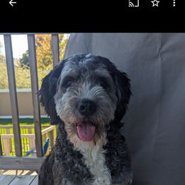 Blossom - Bernedoodle