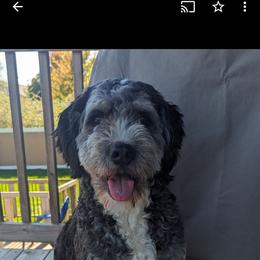 Blossom - Bernedoodle
