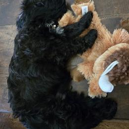 Cavapoo, Cockapoo, Goldendoodle, and Maltipoo Puppies from Perdue Puppies