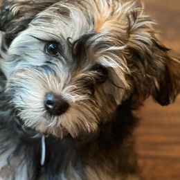 Havanese from Havanese Braggers