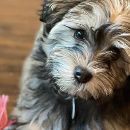 Havanese from Havanese Braggers