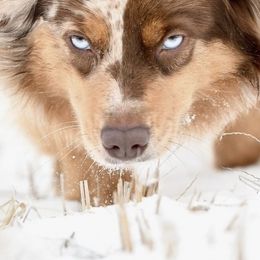 Australian Shepherds from Silverland Aussies