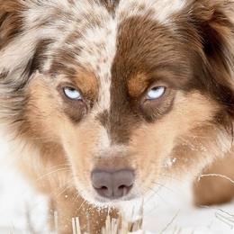 Australian Shepherds from Silverland Aussies
