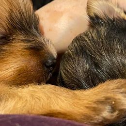 Yorkshire Terriers from Linda's Yorkies