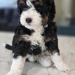 Bernedoodle Puppies from Mt. Rainier Doodle Dogs