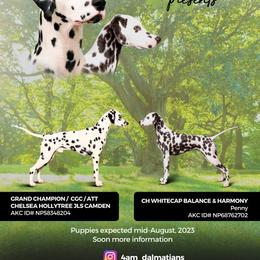 Dalmatian puppies from 4 AM Dalmatians
