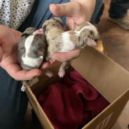 Miniature American Shepherd and Toy Australian Shepherd Puppies from Roeboat Aussies