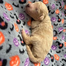 Fourth Pick Male AKC Standard Poodle 1,605 - Cream male Poodle puppy in Conway, Arkansas from Arkansas River Poodles