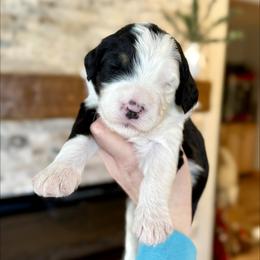 Oisin - Tri-color male Bernedoodle puppy in Midland, Michigan from Northern Charm Farm