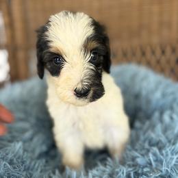 Toby - Tri-color male Bernedoodle puppy in Rochester, Massachusetts from Harmony Hill Doodles