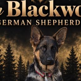 German Shepherds from Von Blackwolf:World Class German Shepherds
