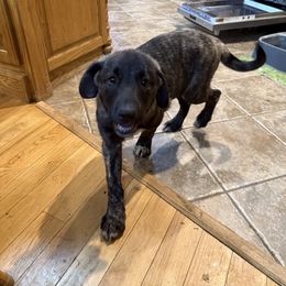 Miss pink - Brindle female Anatolian Shepherd Dog puppy in Ozark, Missouri from Swan Falls Farm